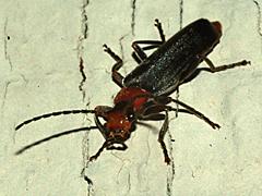 Soldier Beetle